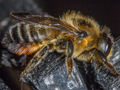 Megachile willughbiella